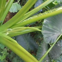 Alocasia macrorrhizos (L.) G.Don